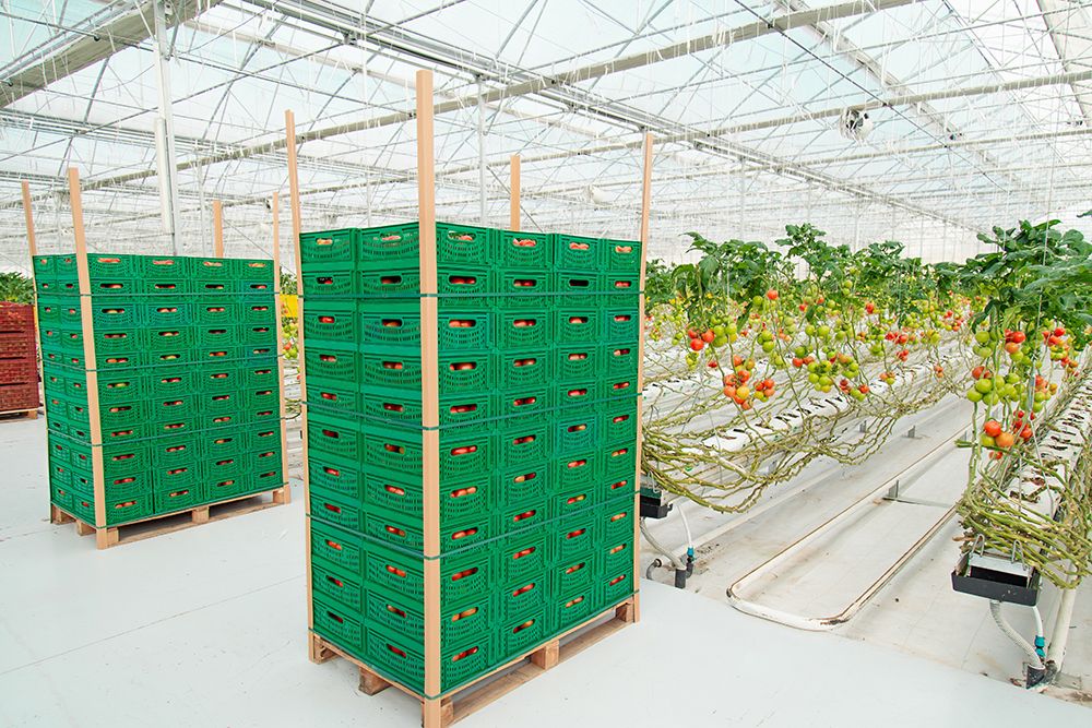 Công nghệ sau thu hoạch: Cánh tay đắc lực của lĩnh vực sản xuất nông nghiệp